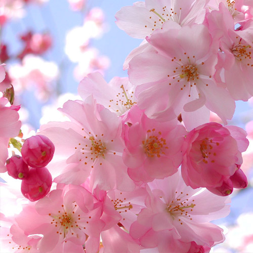 دانلود آهنگ شکوفه رو لباته دانلود آهنگ شکوفه رو لباته